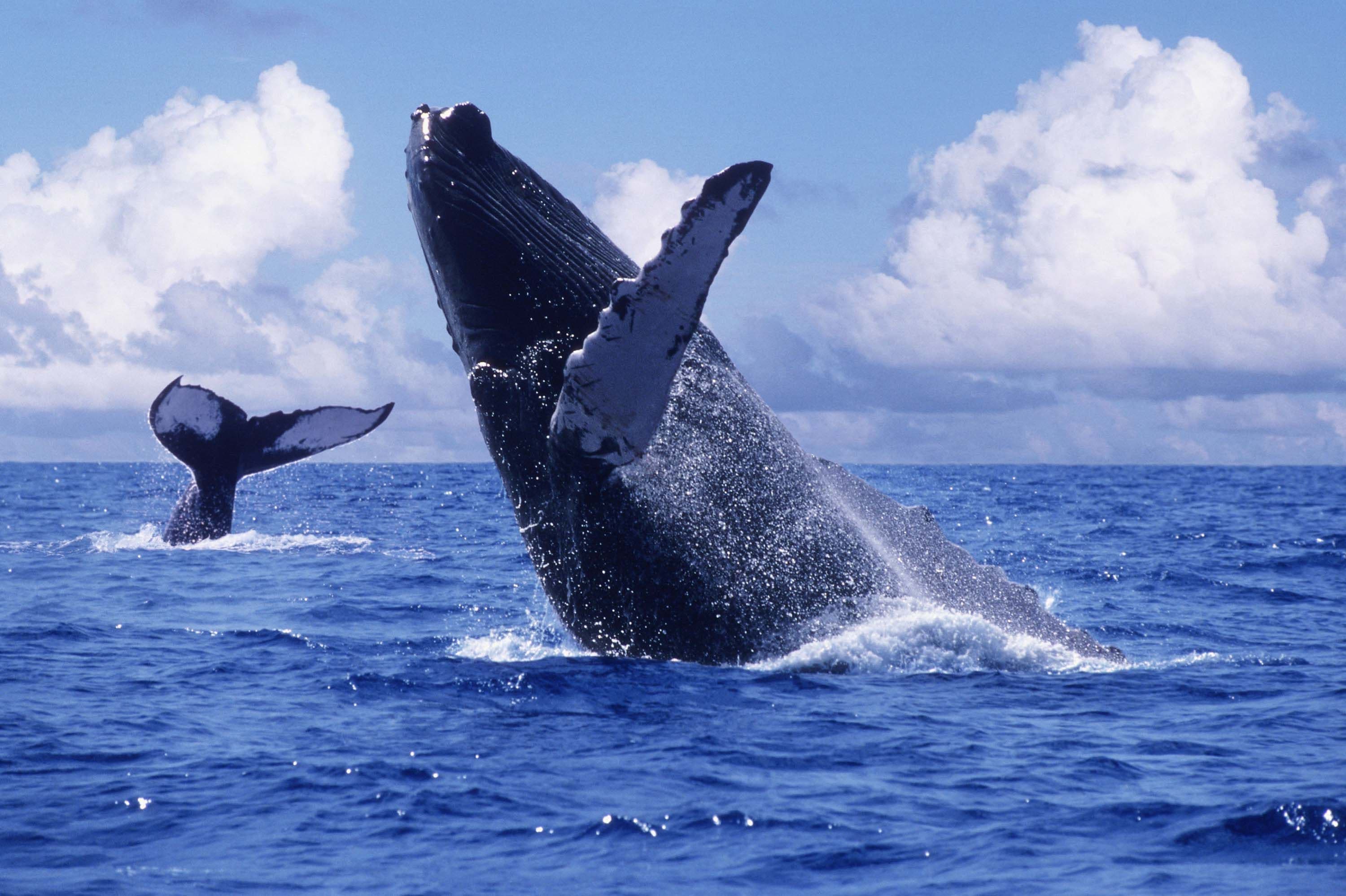 Temporada de ballenas 2026: así se dinamiza el turismo en el Pacífico colombiano entre julio y octubre