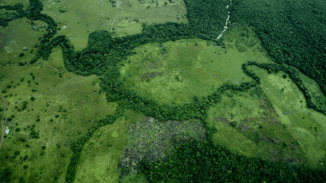 Ley de trazabilidad ganadera: lo que debe saber de la norma que busca detener la deforestación en Colombia