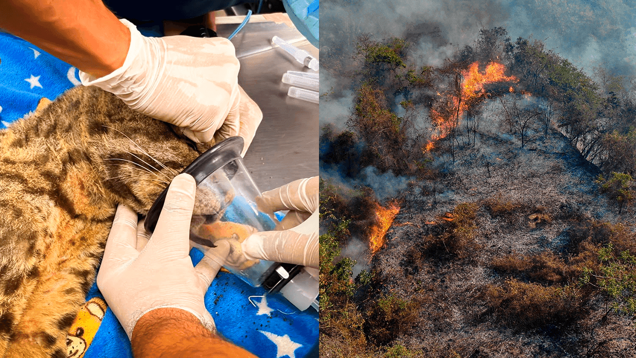 Animales silvestres afectados por los incendios en Tolima: así son atendidos por la coporación autónoma