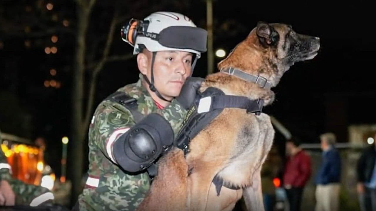 Urko, un perro belga malinoise junto a su guía son expertos en búsqueda y rescate de personas. Foto: Ejército Nacional.