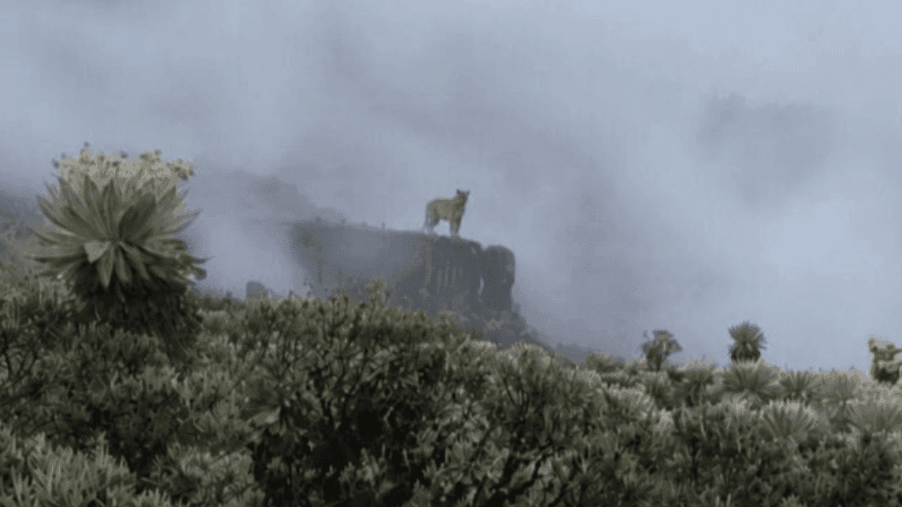 Un nuevo registro de puma confirma la presencia de este emblemático felino en el Parque Nacional Natural Pisba. Créditos: X - @ParquesColombia