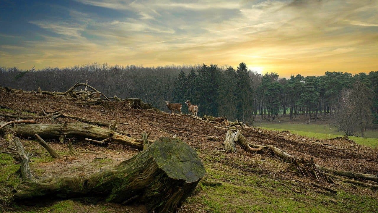 photologuephotos2023-04forest-g1926c6cc7_1280jpg