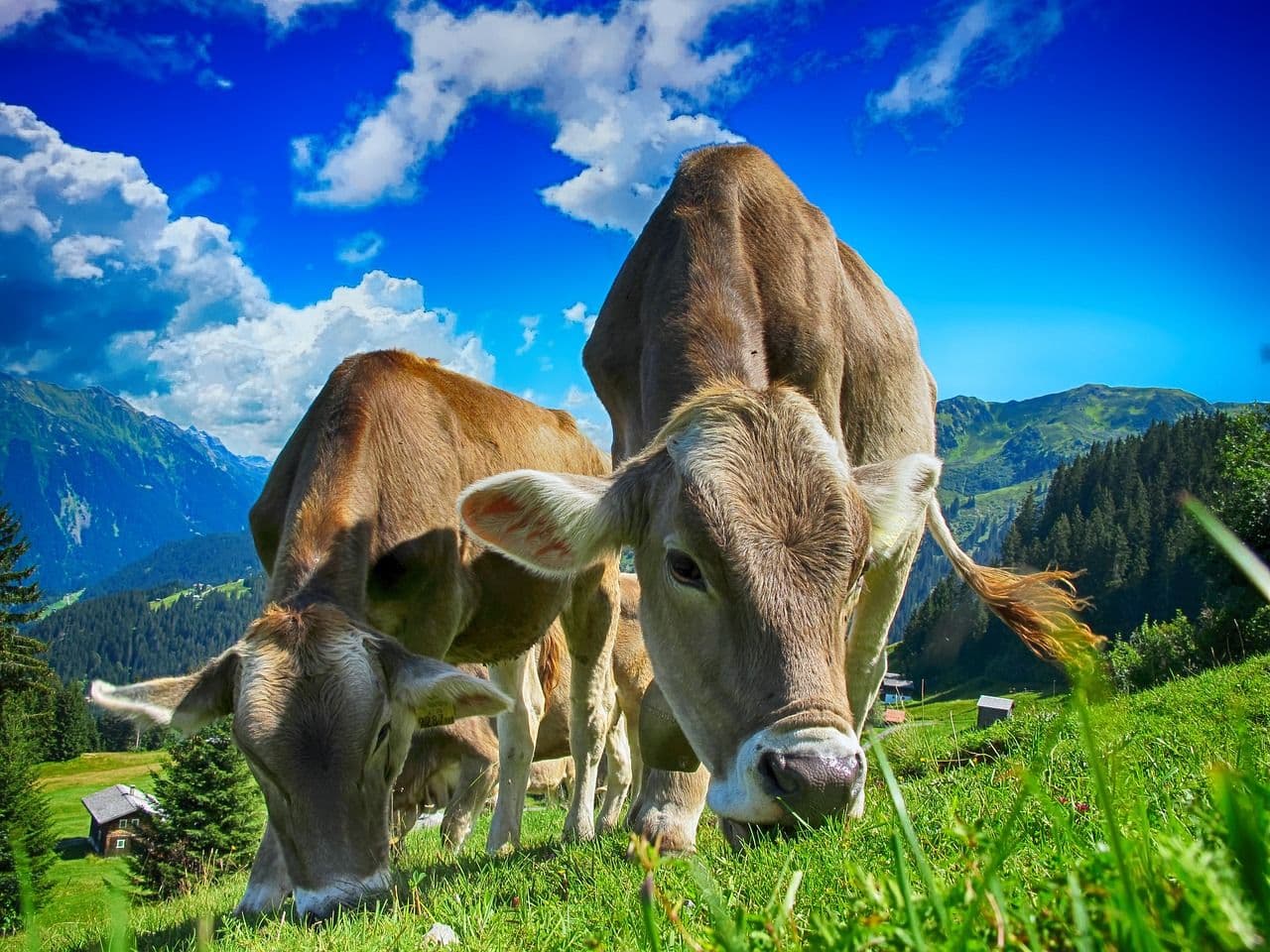 photologuephotos2023-04cows-gd0f2dba03_1280jpg