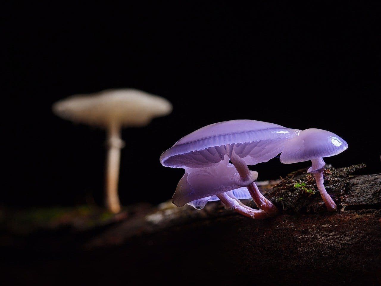 photologuephotos2023-06mushroom-7570693_1280jpg
