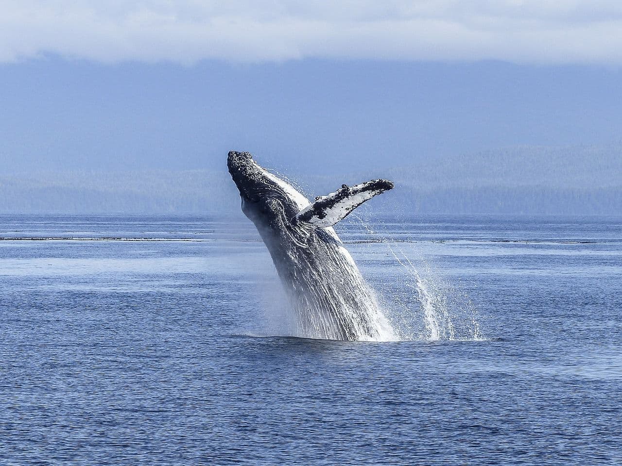 photologuephotos2023-06humpback-whale-436120_1280jpg