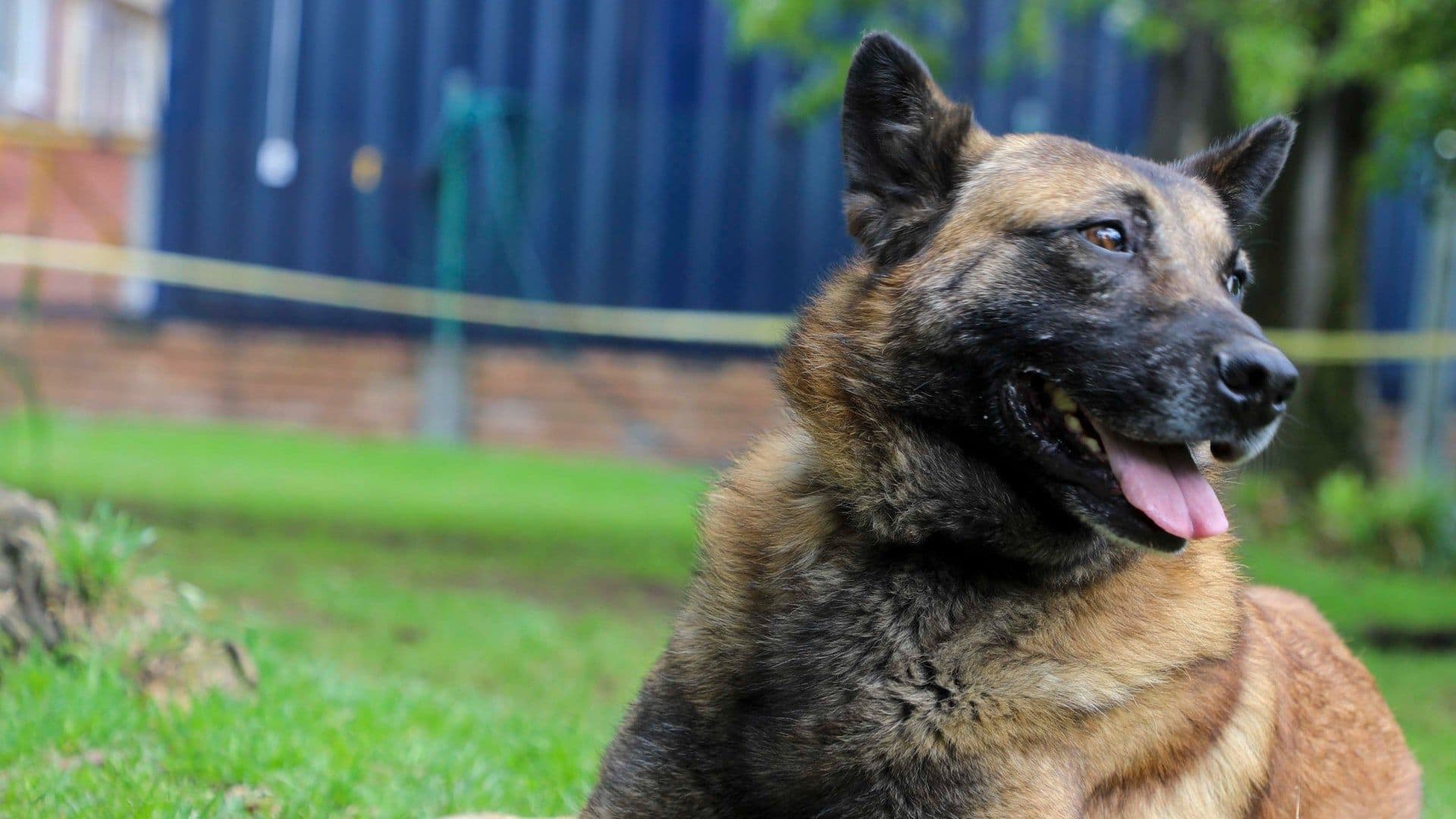 perros1.jpg