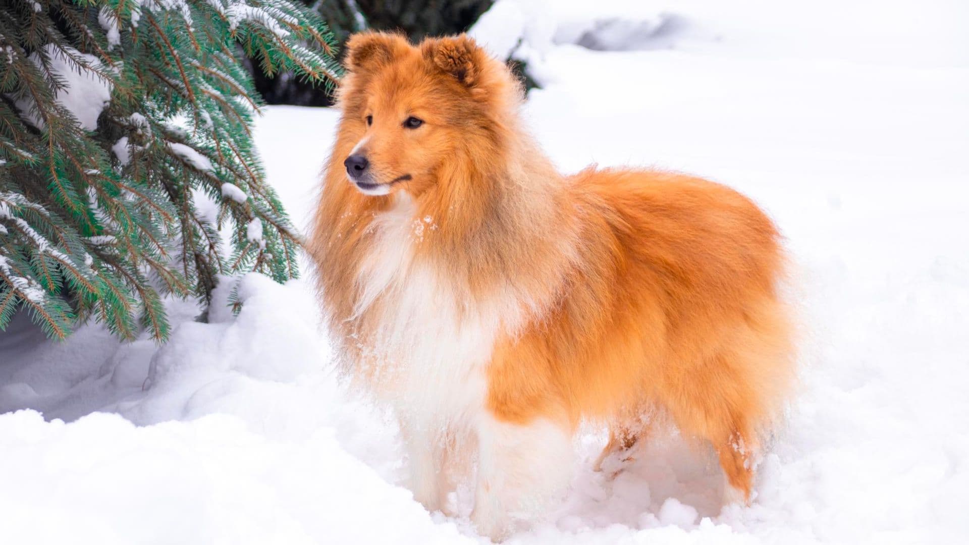 photologuephotos2023-08perro_colliejpg