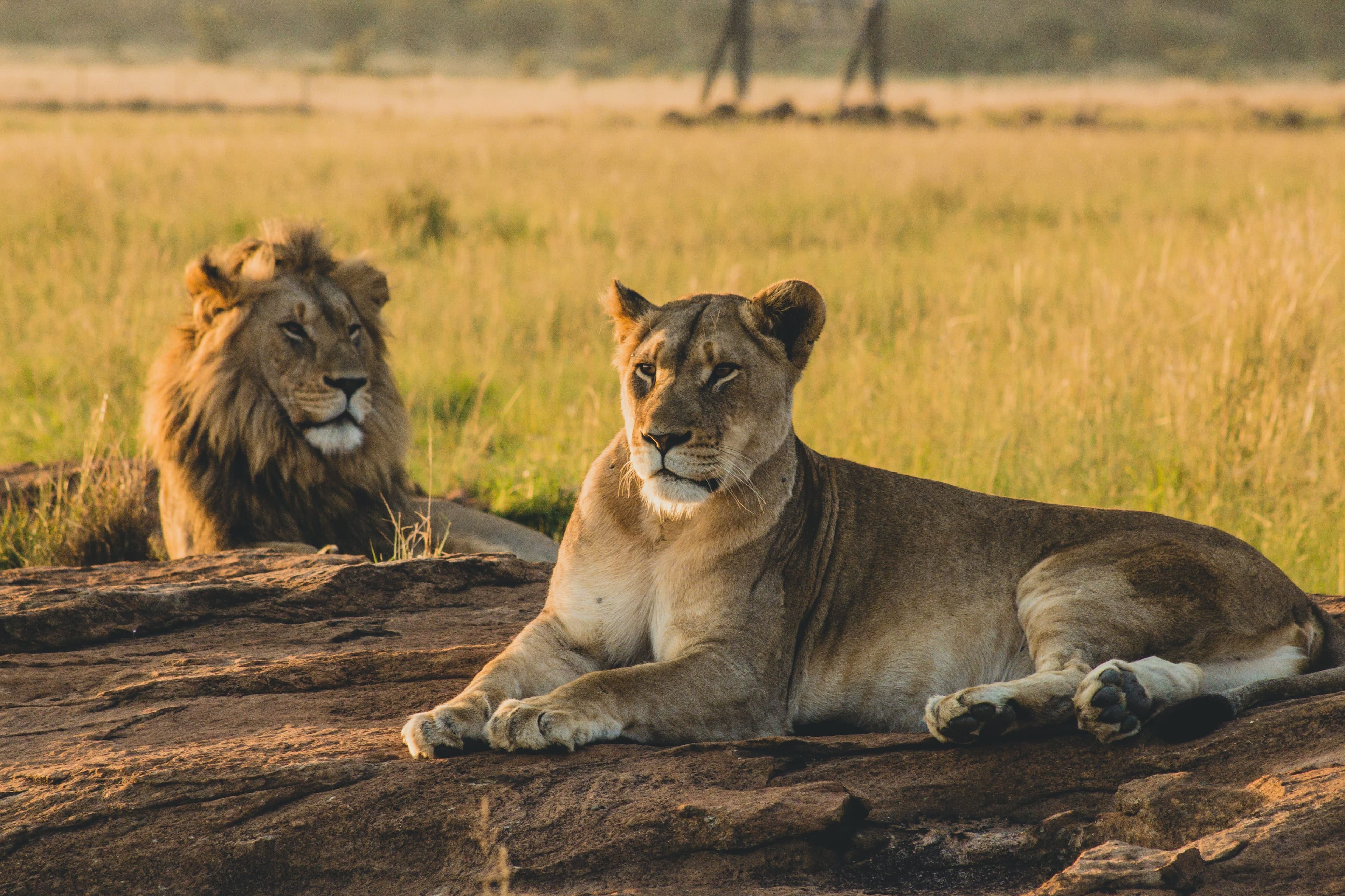 photologuephotos2023-08leon_africano_en_via_de_extincion_por_trafico_ilegal_1jpg