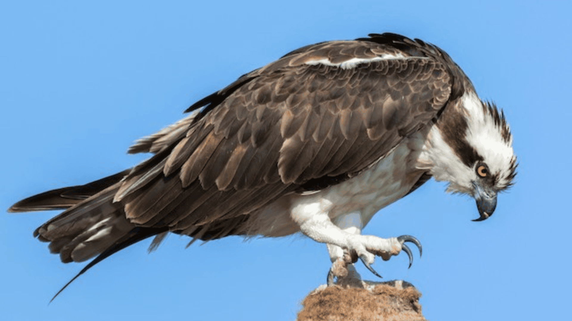photologuephotos2023-08dwaquila_1png