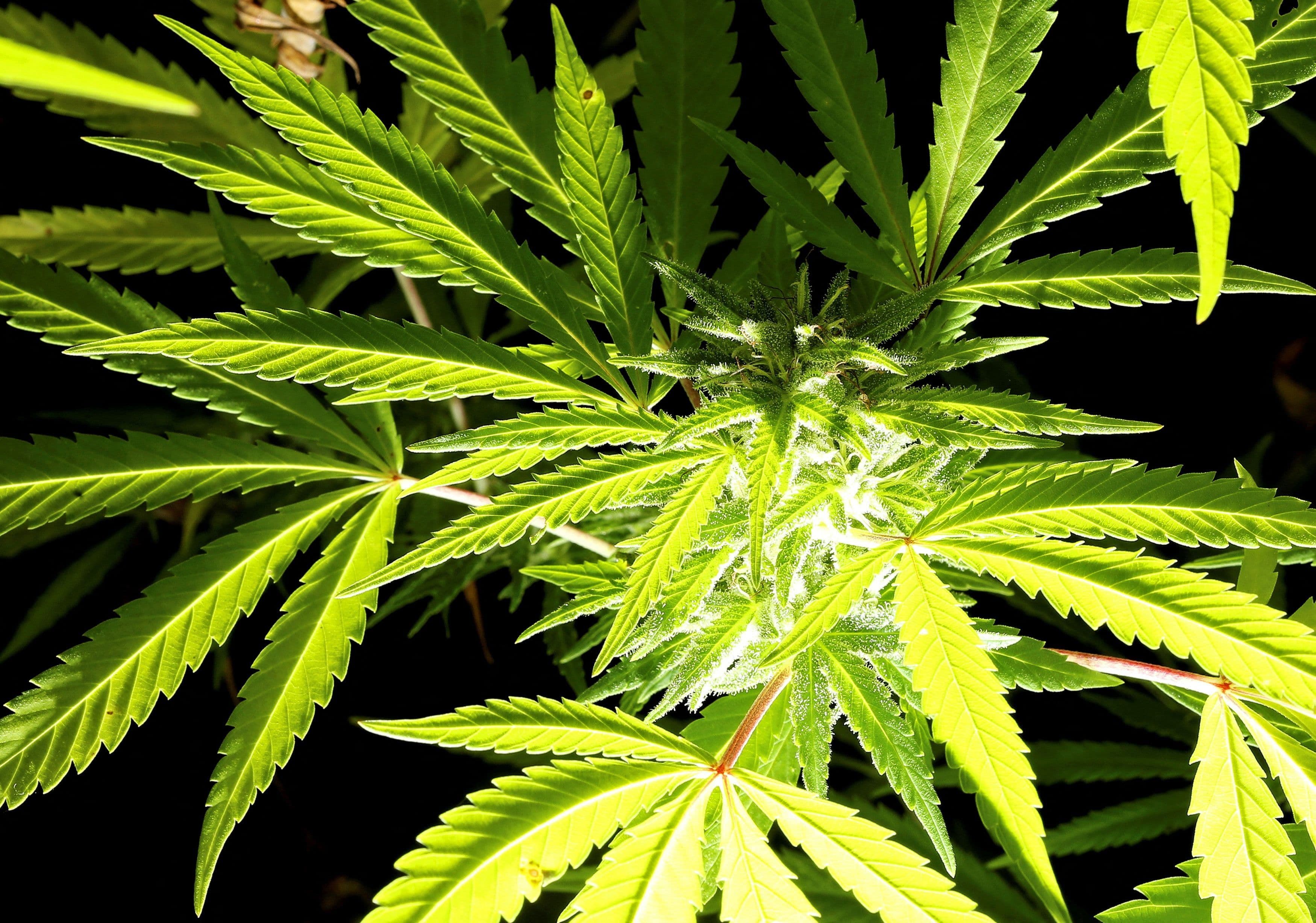 photologuephotos2022-022022-02-16t184532z_2132817103_rc26ls99hkr6_rtrmadp_3_italy-cannabis-court_0jpg