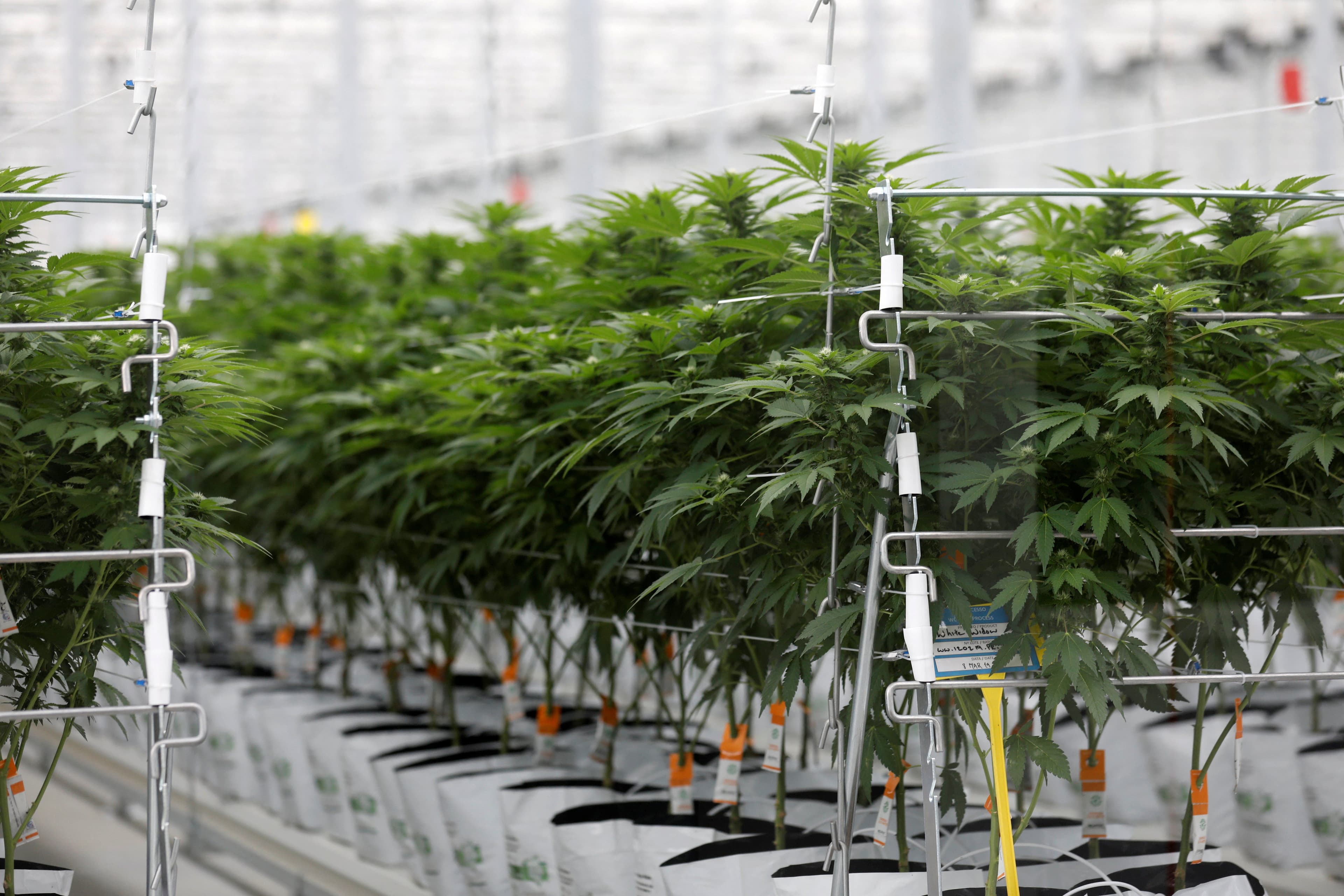 photologuephotos2022-02cultivo_cannabis_reuters_2jpg