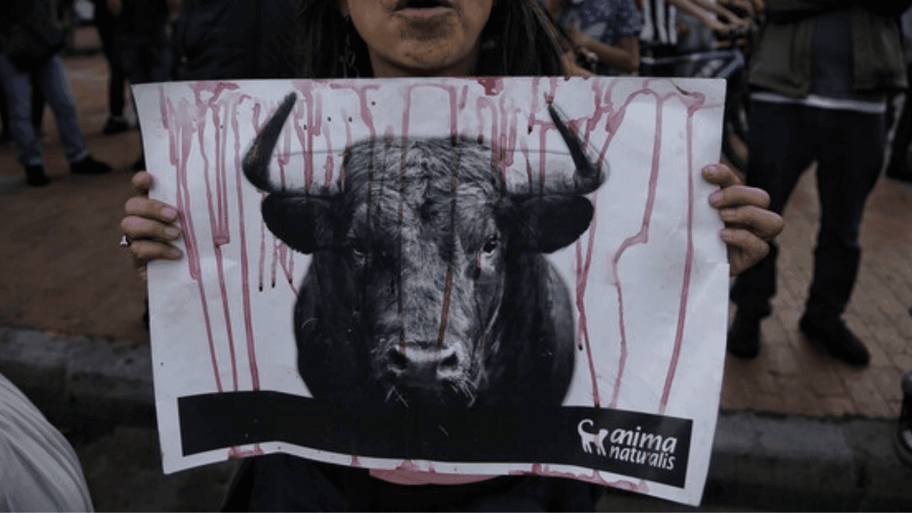 photologuephotos2024-05cambios-trae-ley-prohibicion-tauromaquiapng