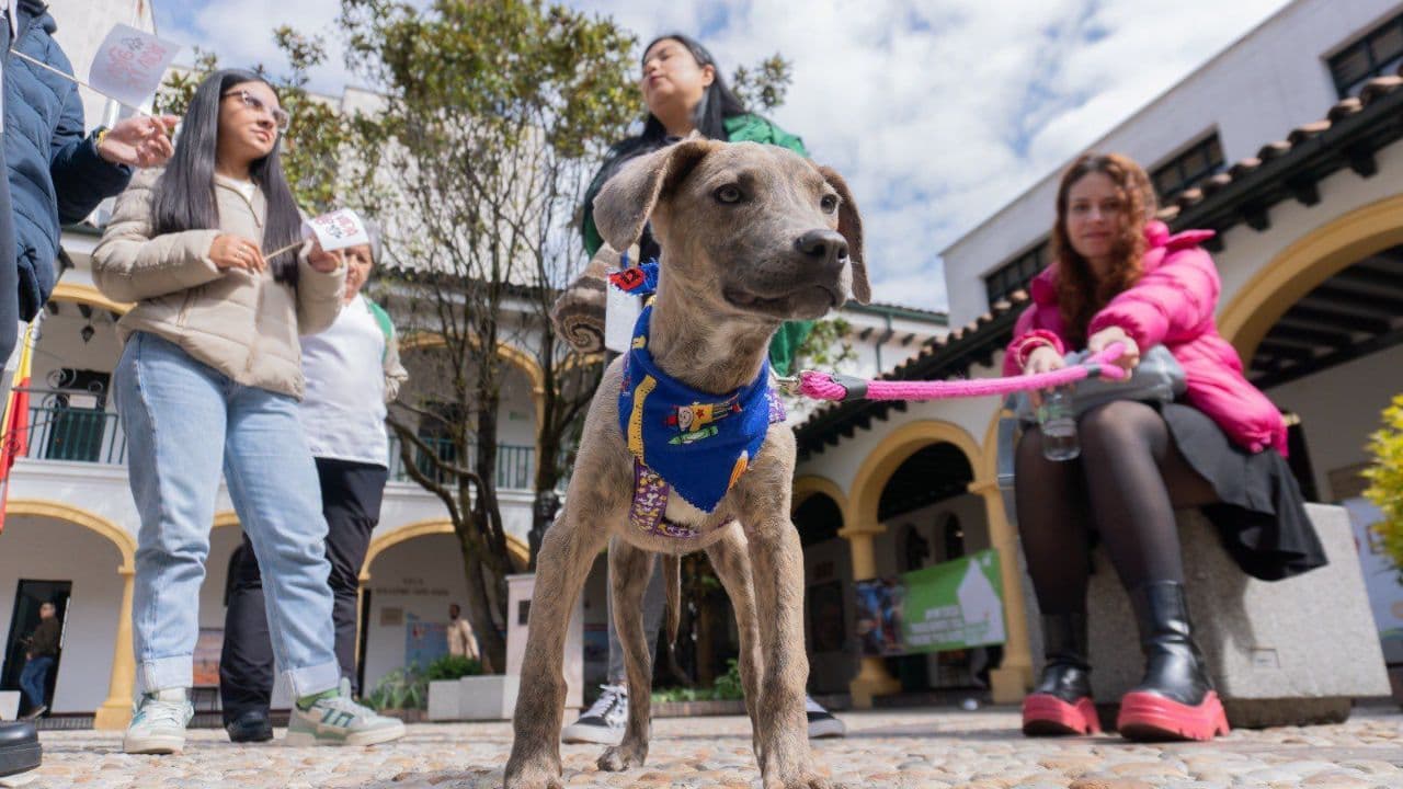 photologuephotos2025-02distrito_realizara_jornada_de_adopcion_de_mascotas_en_san_valentin_asi_podra_participarjpg
