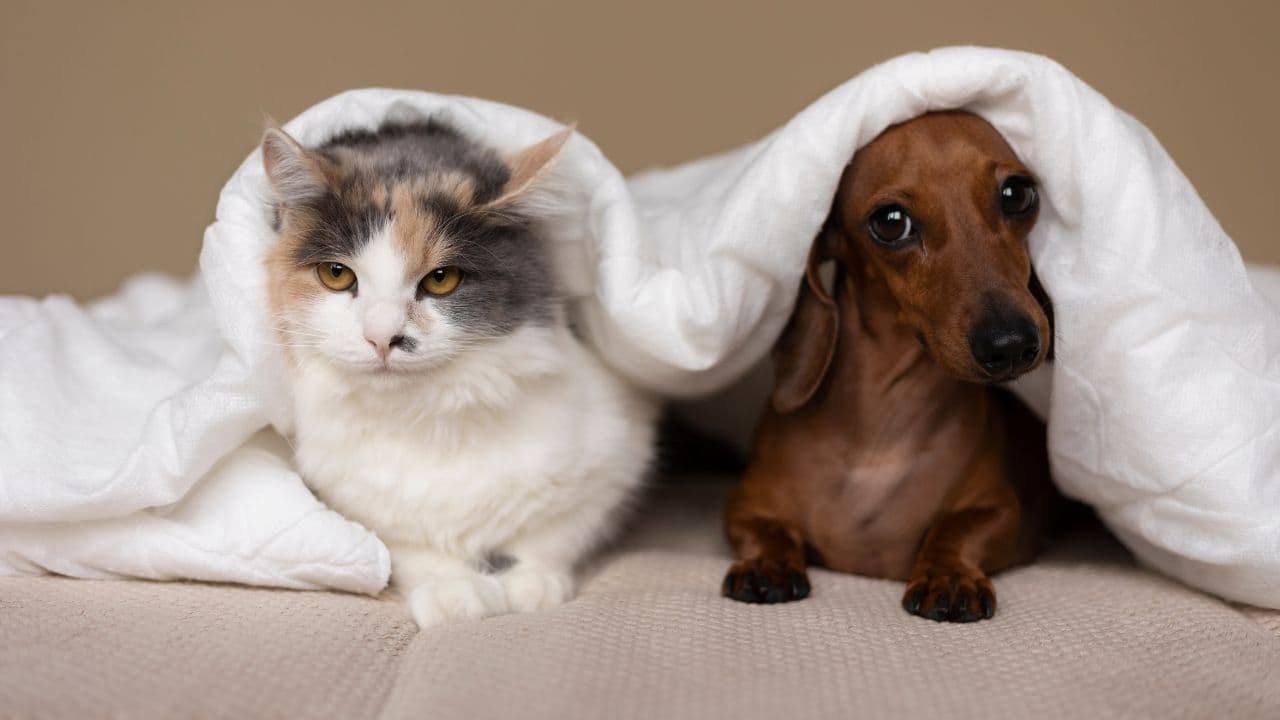 photologuephotos2024-12perros_y_gatos_animales_de_compania_en_colombiajpg