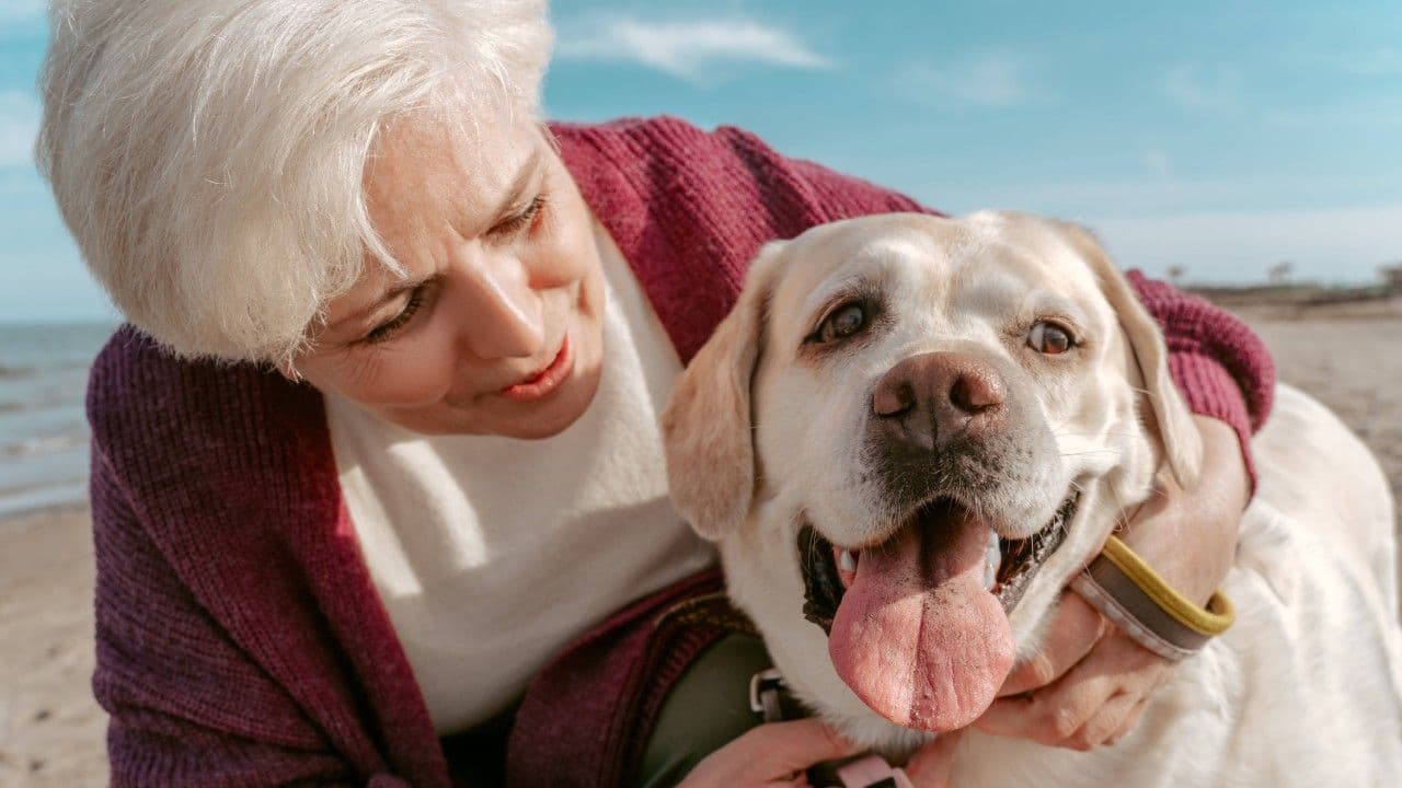 photologuephotos2025-02los_perros_se_consideran_senior_a_partir_de_los_nueve_anos_de_edad_okjpg