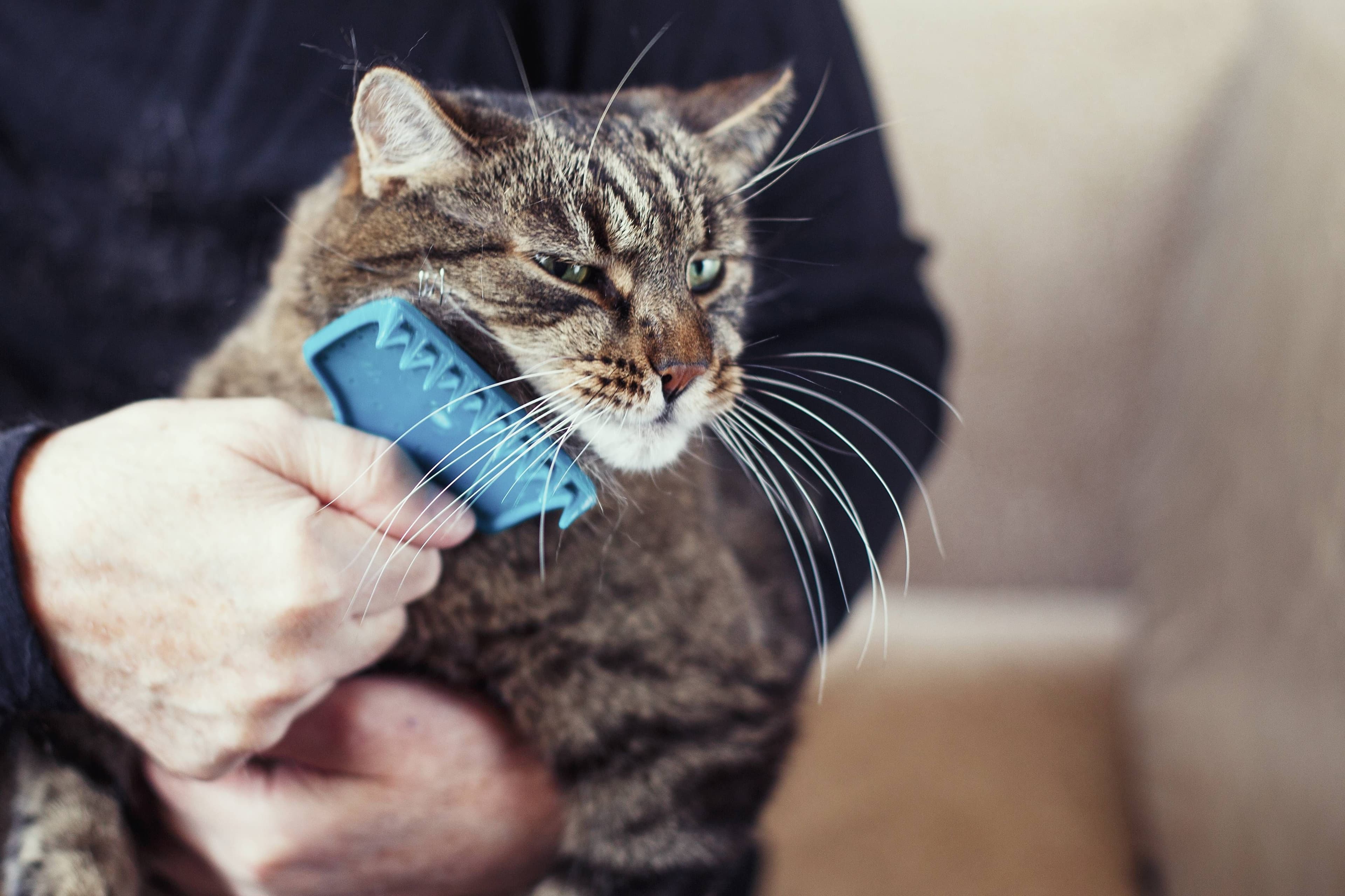 photologuephotos2025-01a_comparacion_de_animales_como_los_perros_que_tienen_una_densidad_capilar_de_entre_1000_y_9000_pelos_por_centimetro_cuadrado_los_gatos_tienen_25000_111jpg