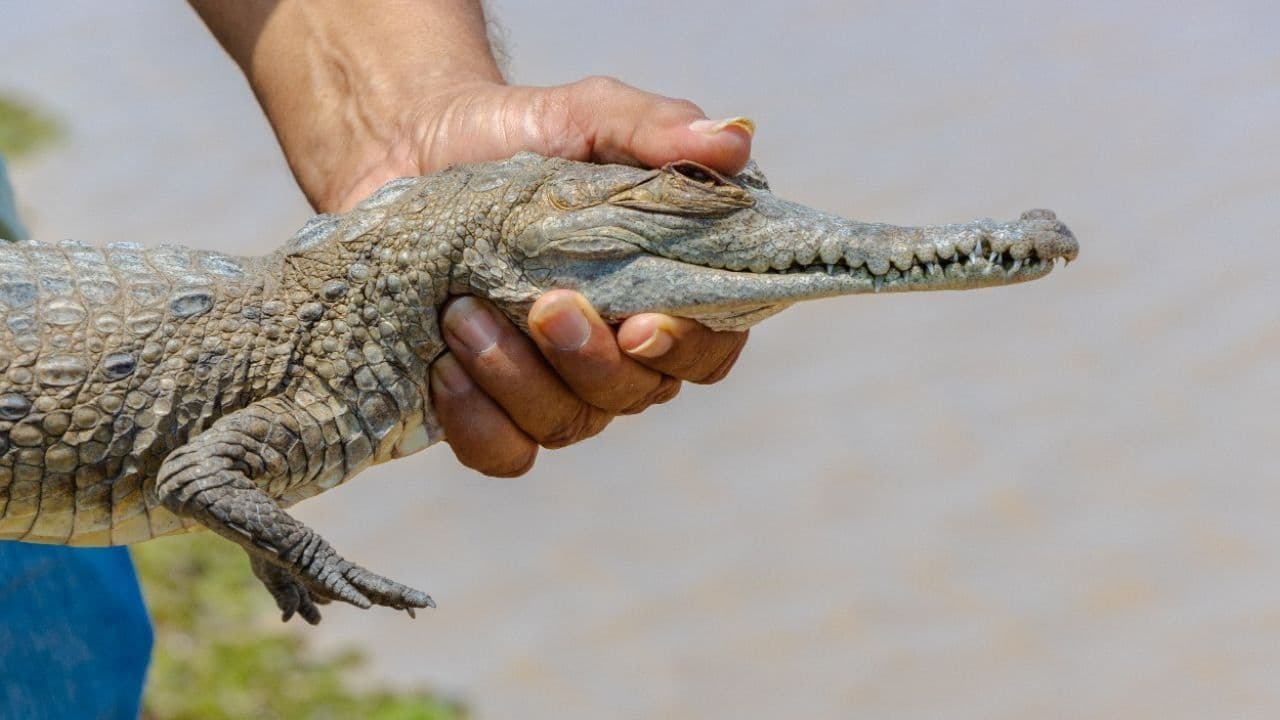 photologuephotos2025-03caiman_llanero_portadajpg photologuephotos2025-03caiman_llanero_portadajpg