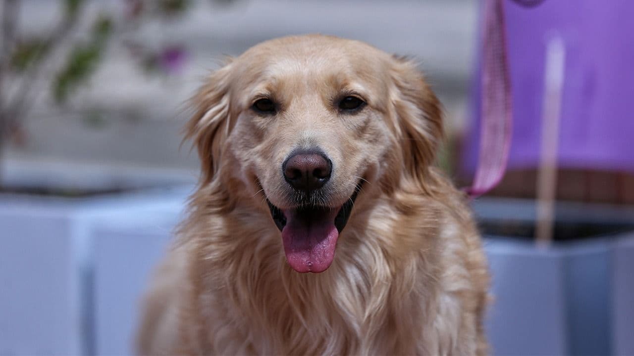 photologuephotos2025-05mascota_colprensajpeg