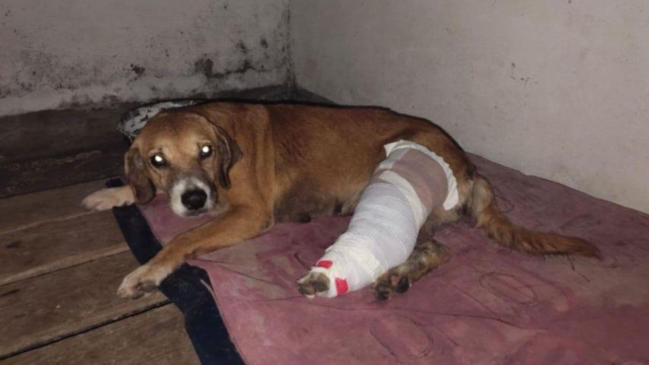 photologuephotos2025-06autoridades_reportaron_la_primera_captura_por_maltrato_animal_bajo_la_ley_angeljpg