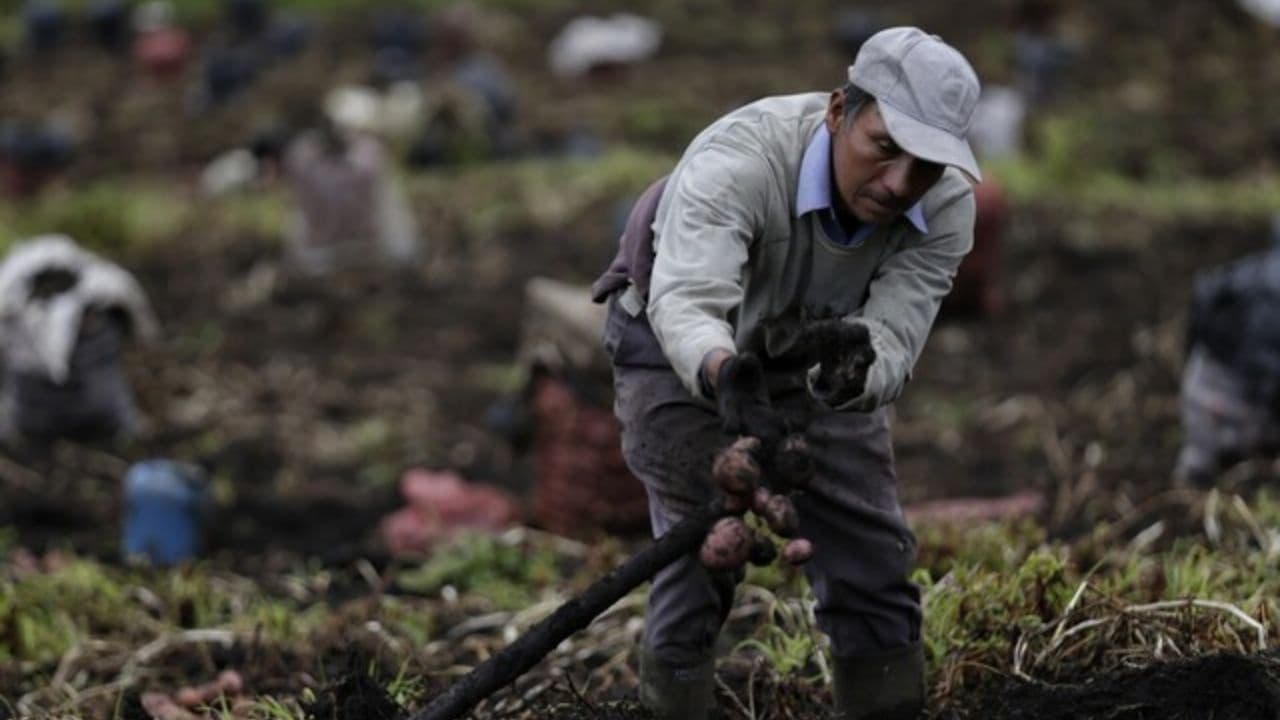 photologuephotos2025-09consulta_popular_campesina_las_preguntas_el_paso_a_paso_del_tramitejpg