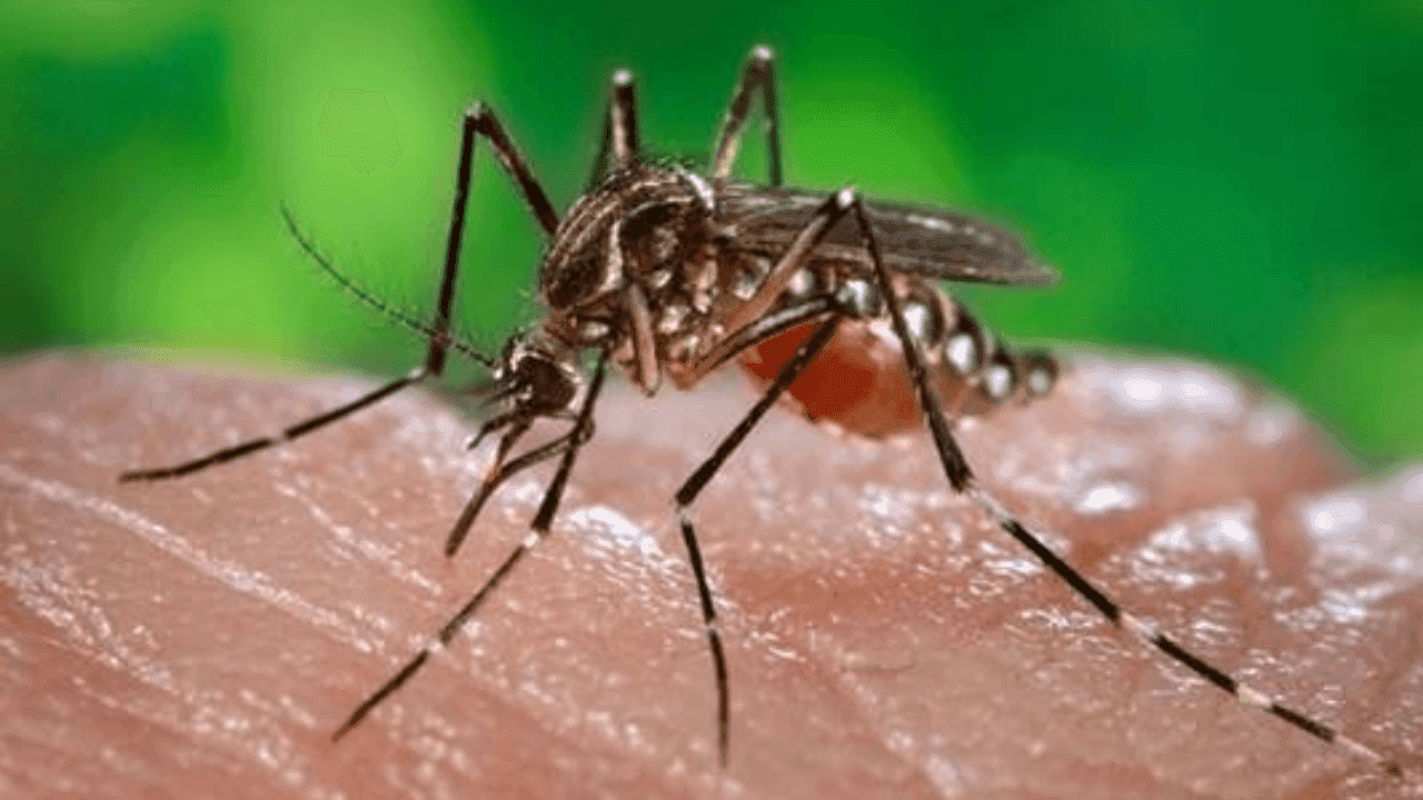 Mosquito de la fiebre amarilla.
