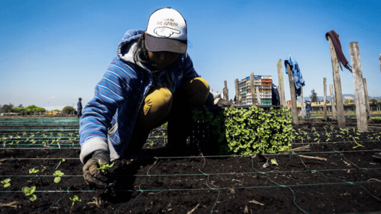Consulta campesina2
