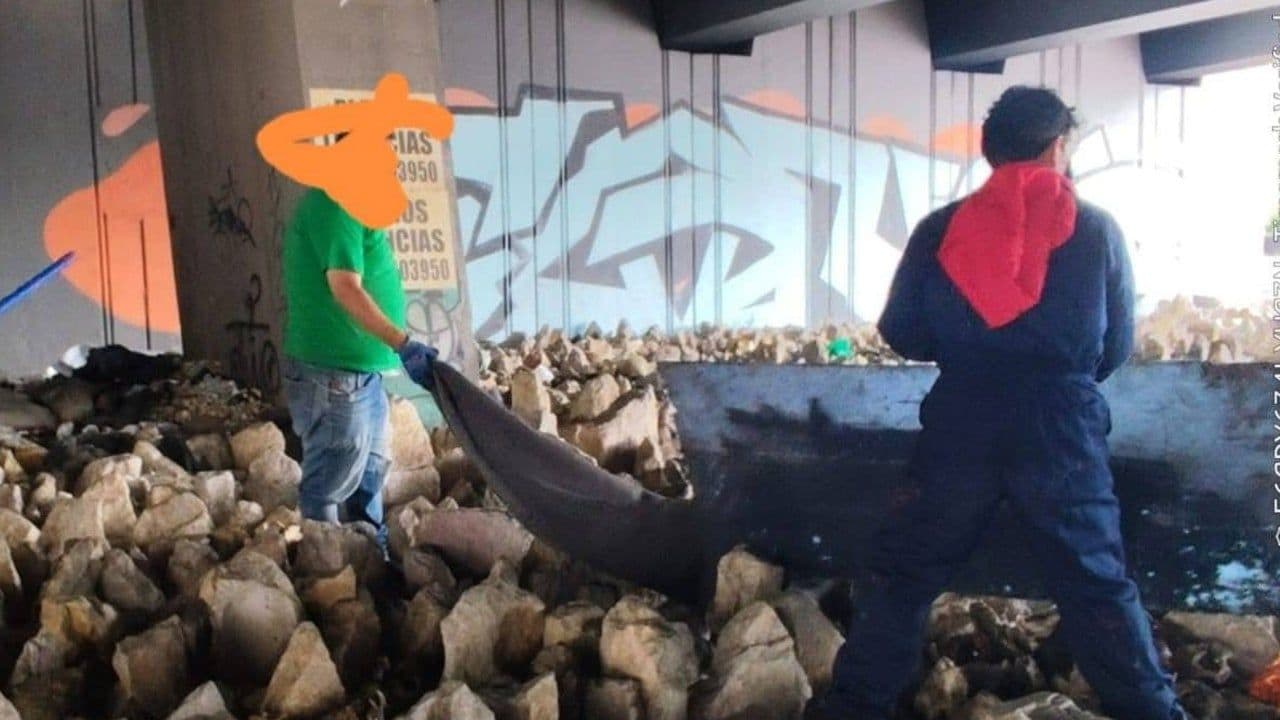 restos óseos bogotá