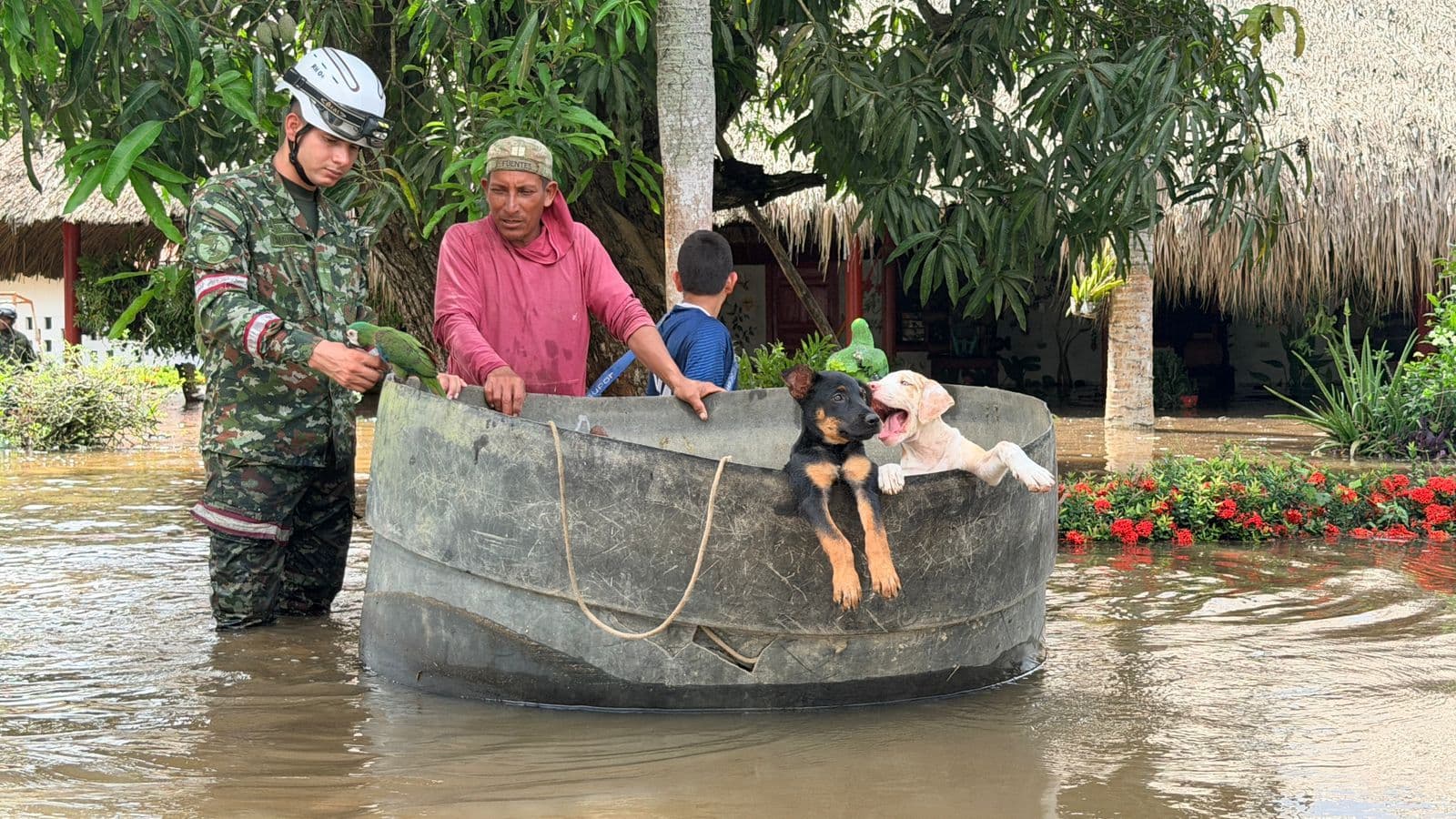 Inundaciones en Córdoba, animales afectados