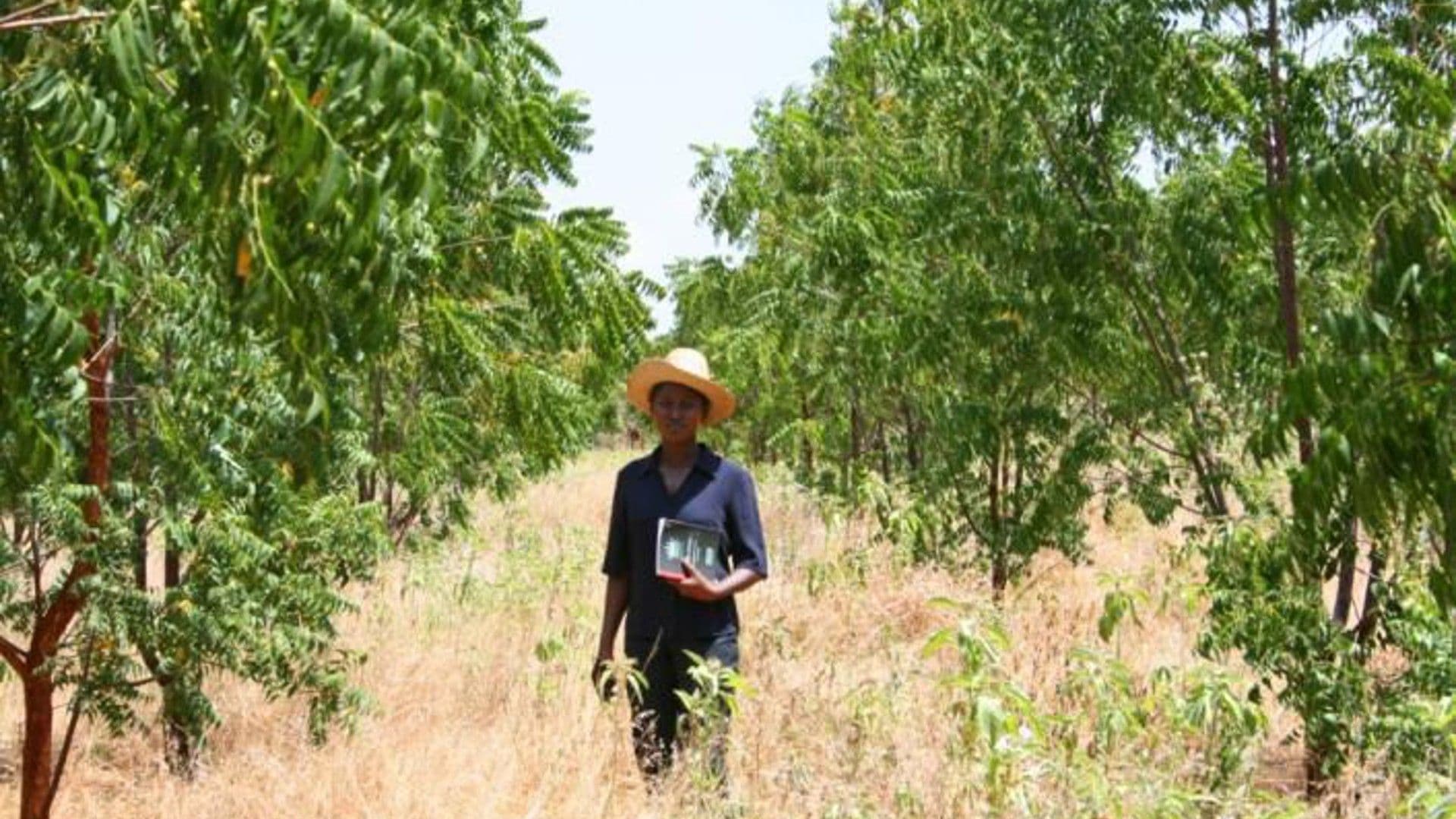 photologuephotos2022-11plantacion_de_moringa_de_hills_garden_en_cordobajpg