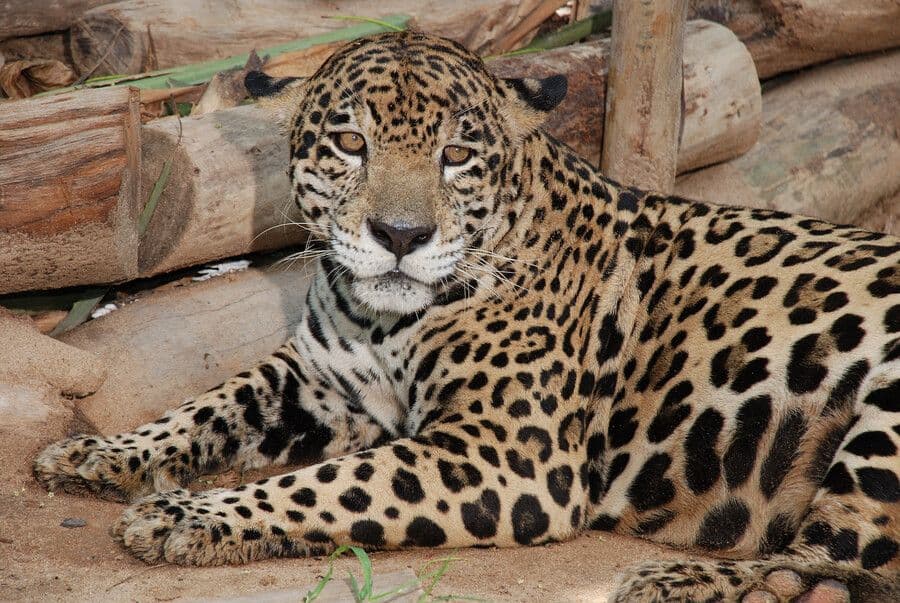 photologuephotos2023-03jaguar_colombia_amenazajpg