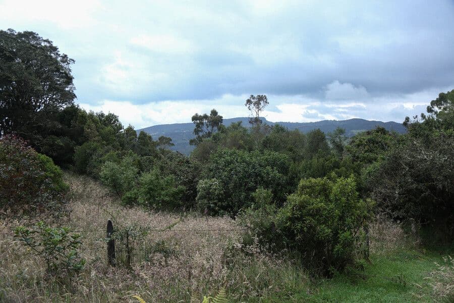 photologuephotos2023-03bosqes_arboles_colombiajpg