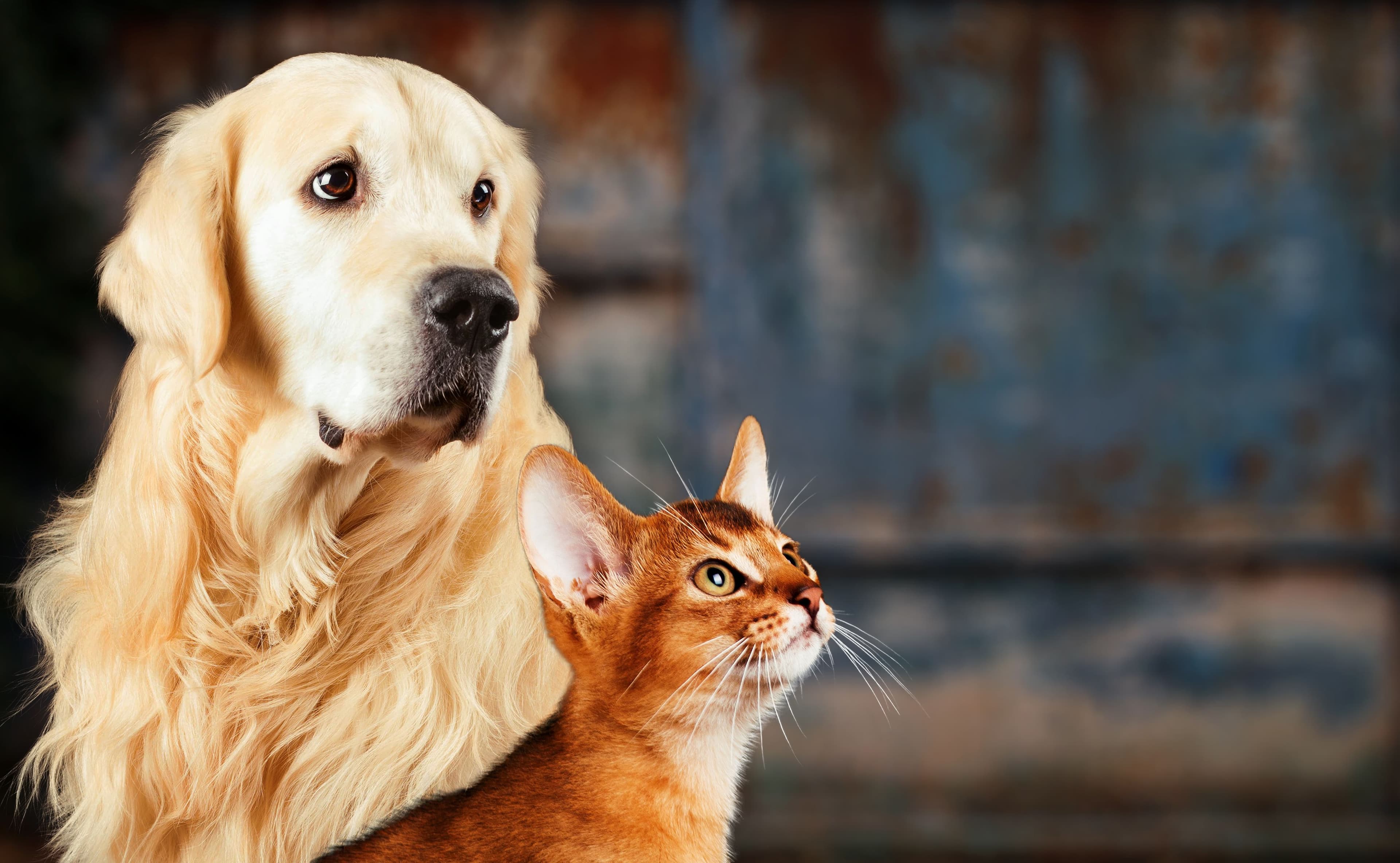 photologuephotos2023-07gato-perro-gato-abisinio-golden-retriever-juntos-estado-animo-oxidado-triste-ansiosojpg