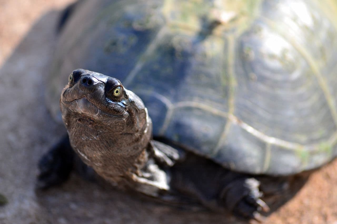 photologuephotos2023-03terrapin-g67e085130_1280jpg