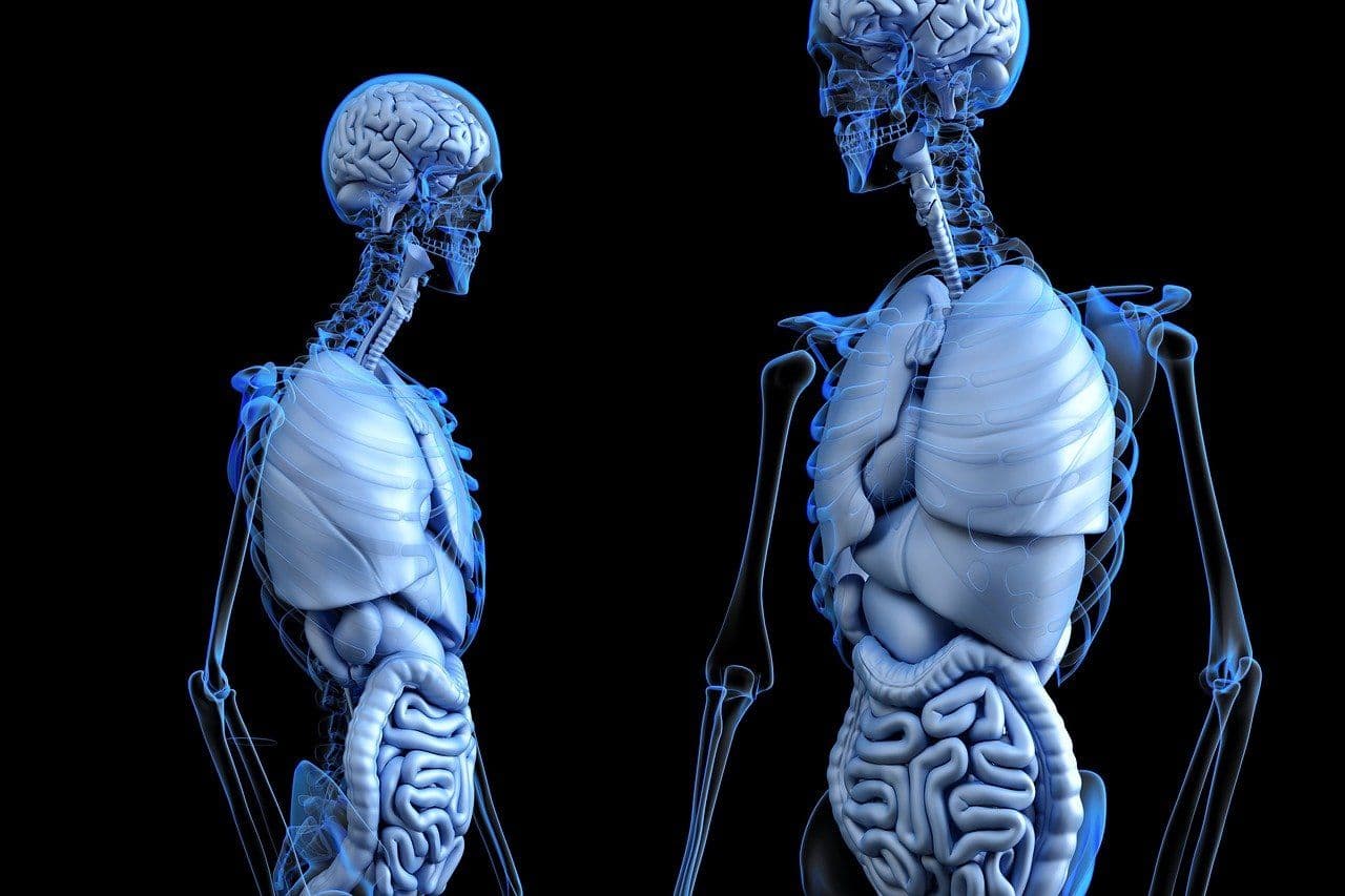 photologuephotos2023-04anatomical-ge962d24ae_1280jpg