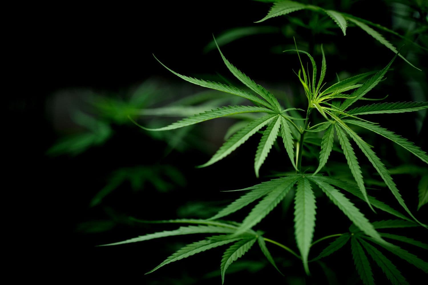 photologuephotos2023-04primer-plano-hoja-marihuana-cannabis_1jpg
