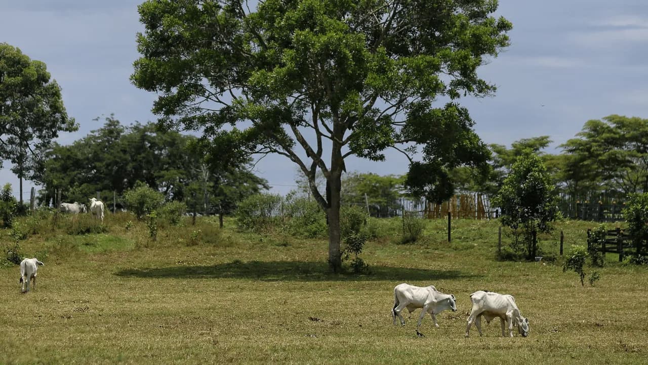 CORPADES denunció presuntas afectaciones a familias campesinas tras explosiones registradas en la vereda Malena, en Puerto López, Antioquia. Créditos: Colprensa