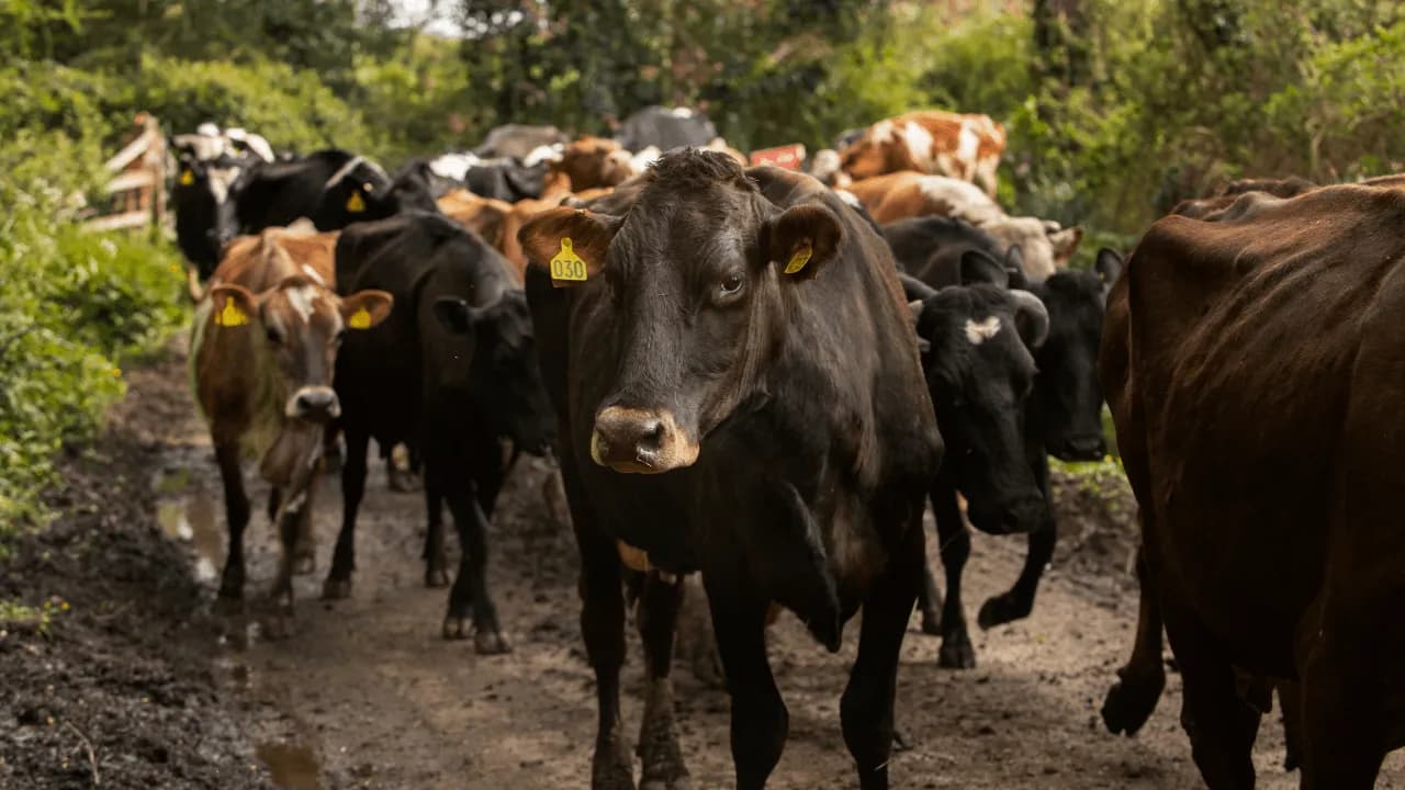 Ley de trazabilidad ganadera ya es una realidad: permitirá rastrear el origen de la carne y combatir la deforestación en Colombia
