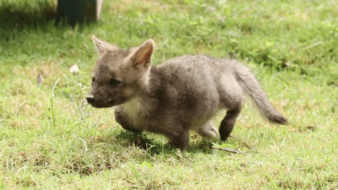 Rescatan en Huila a una cría de zorro que fue confundida con un cachorro de perro: será rehabilitada para regresar a su hábitat