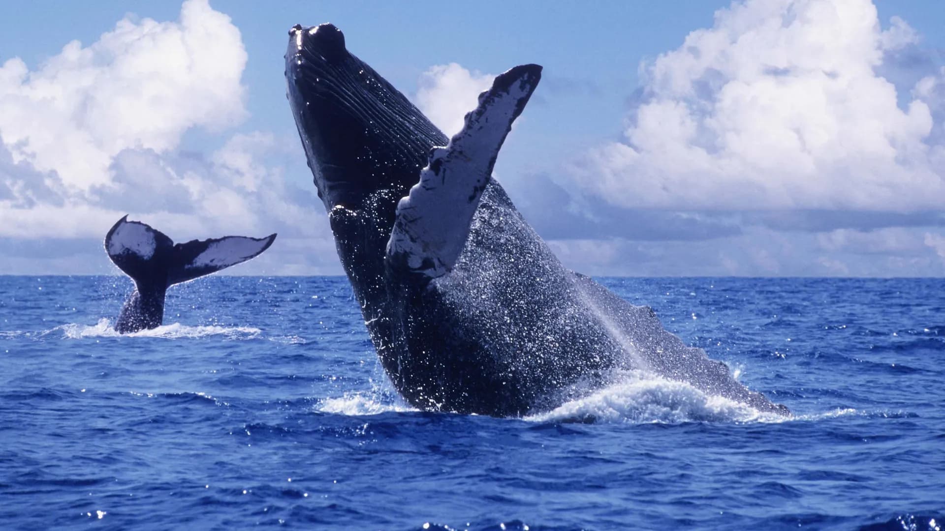 Temporada de ballenas 2026: así se dinamiza el turismo en el Pacífico colombiano entre julio y octubre