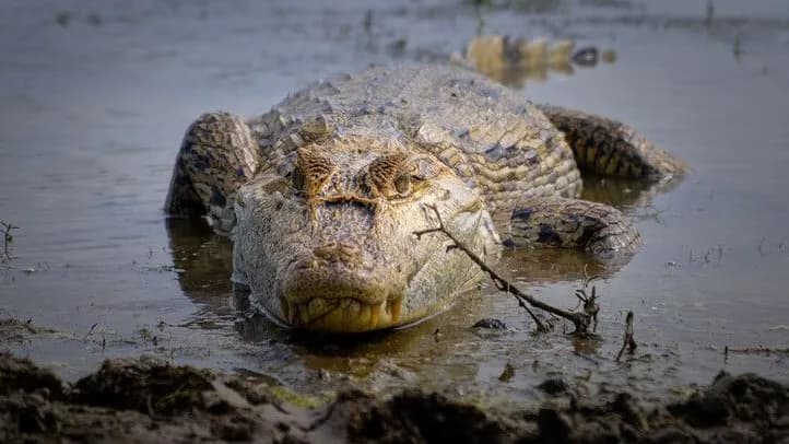 Minambiente anuncia plan de acción para el caimán llanero tras denuncias de meses sin alimentación y muertes