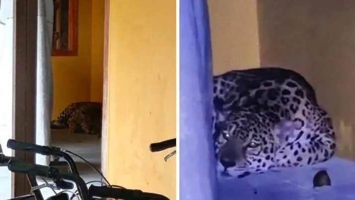 Buscan en Leticia al jaguar rescatado en la Universidad Nacional que escapó de Corpoamazonia. Créditos: Redes sociales 