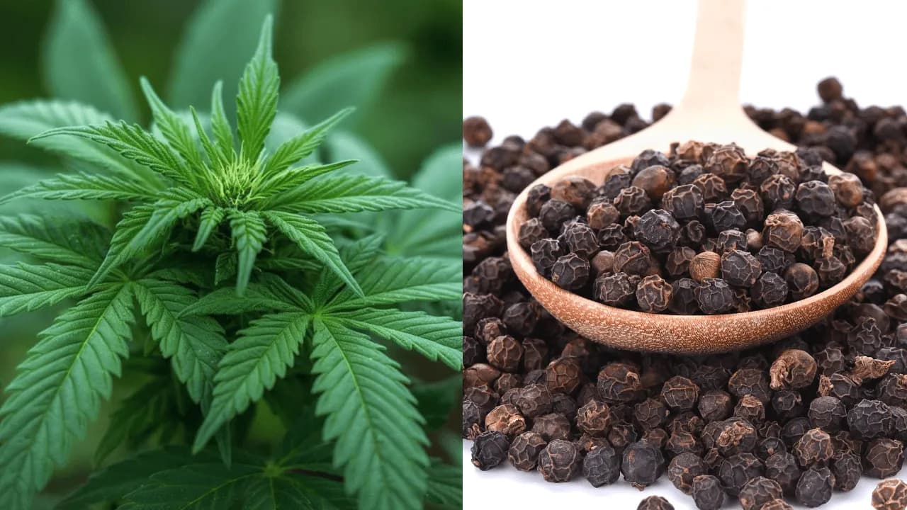 Compuestos del ‘cannabis’ y la pimienta negra muestran resultados prometedores frente a tumor cerebral agresivo