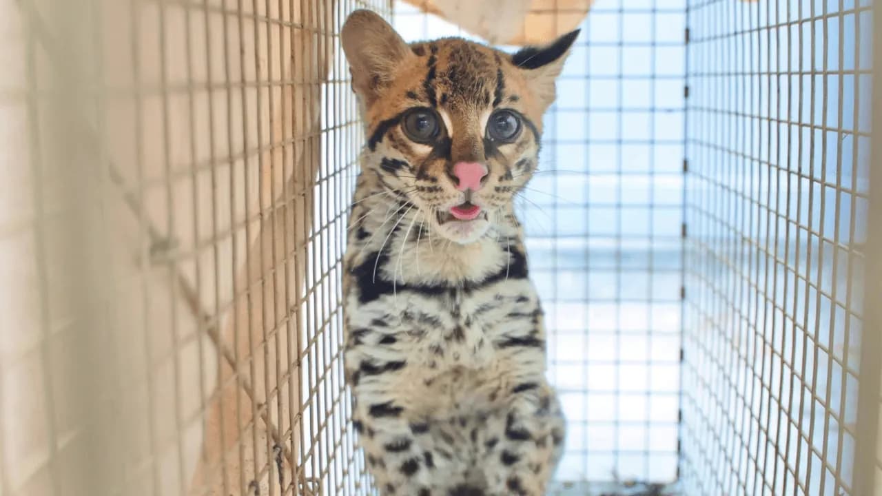 Rescatan a un ocelote víctima de tráfico ilegal que apareció en jardín infantil en Suba