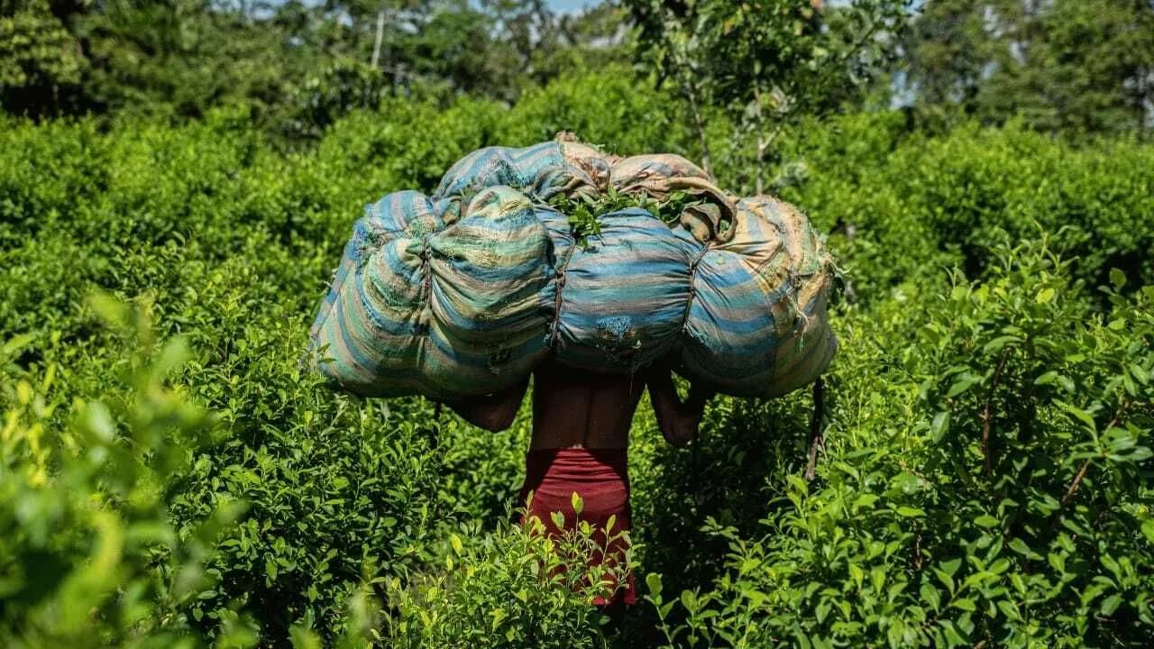 Los cultivos de coca crecieron de 2023 a 2024 un 3.5%. En la nueva medición se excluyó, por primera vez, el potencial de producción de cocaína / Crédito: Reuters.