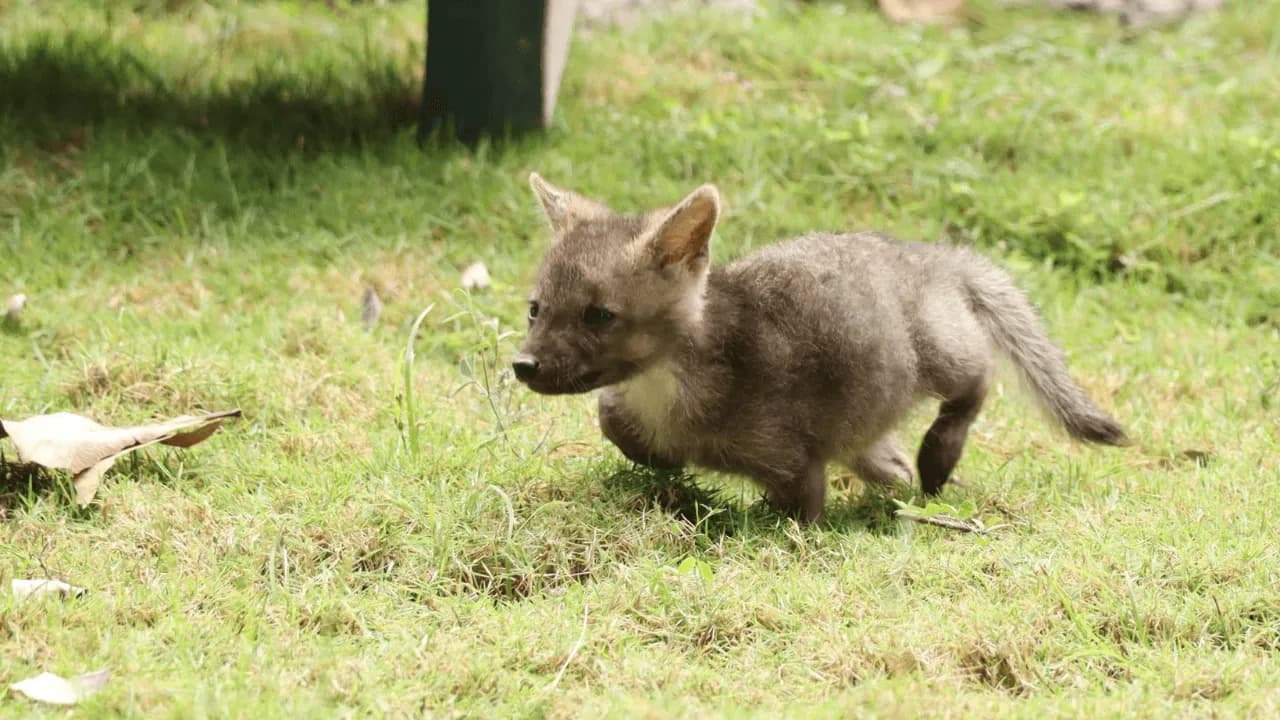 Rescatan en Huila a una cría de zorro que fue confundida con un cachorro de perro: será rehabilitada para regresar a su hábitat