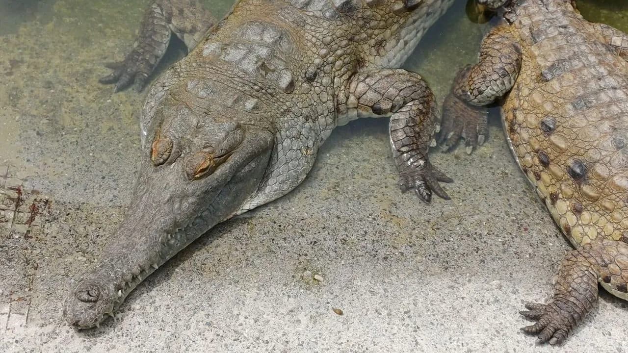 Minambiente definió nuevas responsabilidades para fortalecer la conservación y recuperación del caimán llanero en Colombia. Crédito: Comunicaciones Facultad de Ciencias UNAL