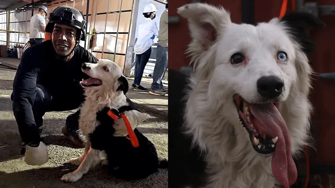 Tsunami integra una unidad canina que participa en la búsqueda de sobrevivientes tras los terremotos en Venezuela. Créditos: : Redes sociales / Equipos Caninos de intervención en desastres