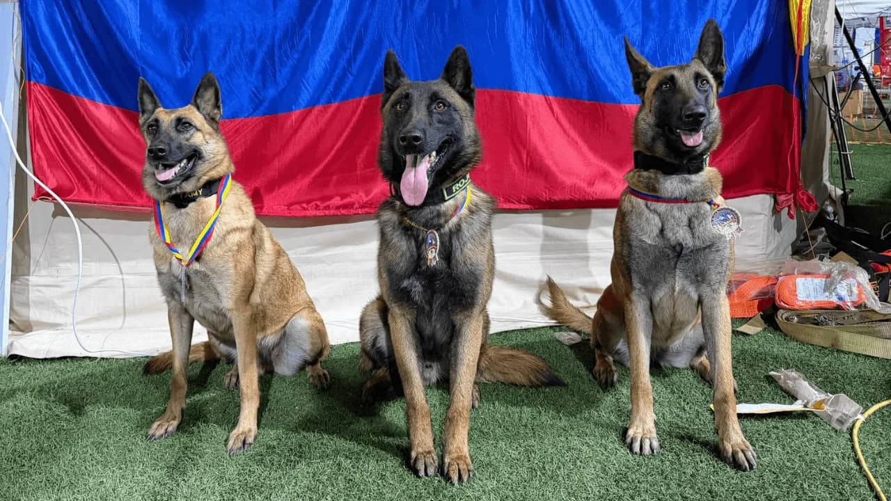 Perros rescatistas colombianos son condecorados en Venezuela por su labor tras los terremotos