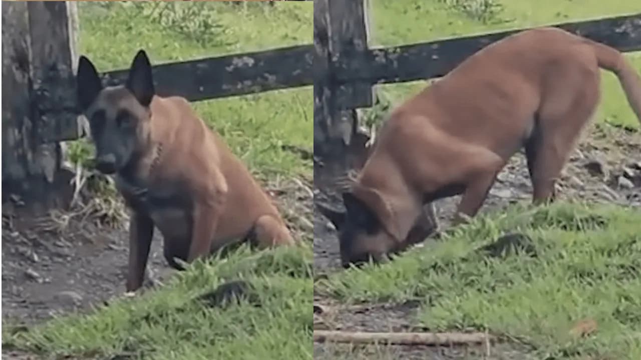 La historia de Xenú, el perro antiexplosivos que detectó una mina antipersonal cerca a un colegio en Ituango
