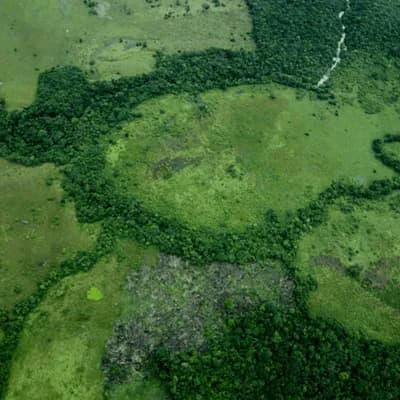 Ley de trazabilidad ganadera: lo que debe saber de la norma que busca detener la deforestación en Colombia